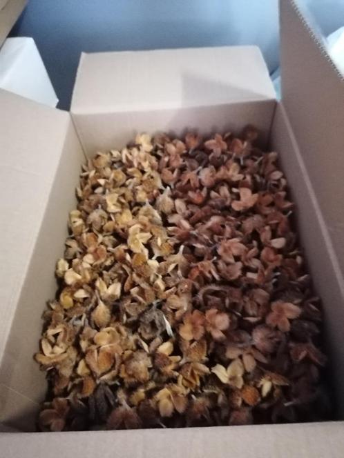 Dozen Knutsel herfstdecoratie 2 kopen 1 gratis, Hobby en Vrije tijd, Knutselen, Nieuw, Ophalen