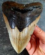 dikke usa megalodon tand	13.2x10x2.8 cm !  302 gram, Verzamelen, Mineralen en Fossielen, Ophalen of Verzenden, Fossiel