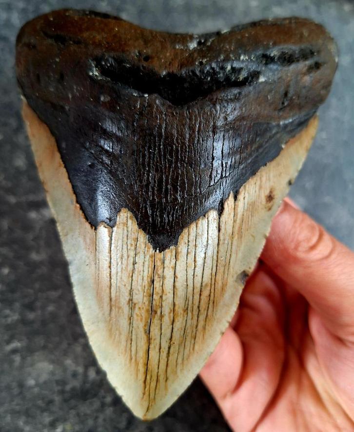 dikke usa megalodon tand	13.2x10x2.8 cm !  302 gram, Verzamelen, Mineralen en Fossielen, Fossiel, Ophalen of Verzenden