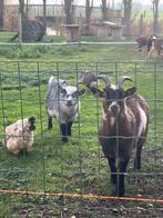 Dwerggeitjes te koop, Mâle, Chèvre, 0 à 2 ans
