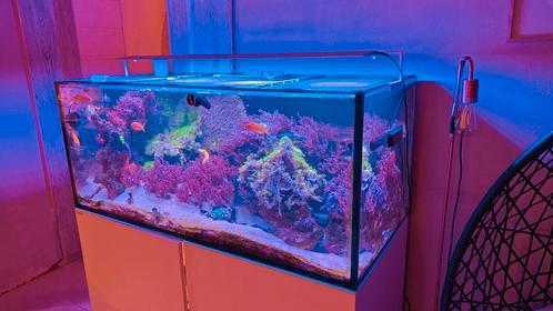 Compleet zeewater aquarium aqua life amphiculla 500, Dieren en Toebehoren, Vissen | Aquaria en Toebehoren, Gebruikt, Gevuld zeewateraquarium