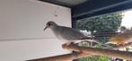 Grijs witstuit met bont op hoofd, Dieren en Toebehoren, Vogels | Overige Vogels