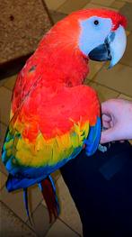 Handtamme geelvleugel ara, Dieren en Toebehoren, Vrouwelijk, Papegaai, Pratend