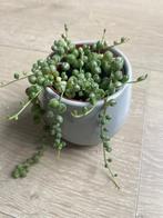 String of pearls variegata, Huis en Inrichting, Kamerplanten, Groene kamerplant, Ophalen, Overige soorten, Minder dan 100 cm