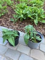 Persicaria (duizendknoop), Tuin en Terras, Ophalen