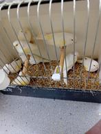 Witte geel mozaiek poppen