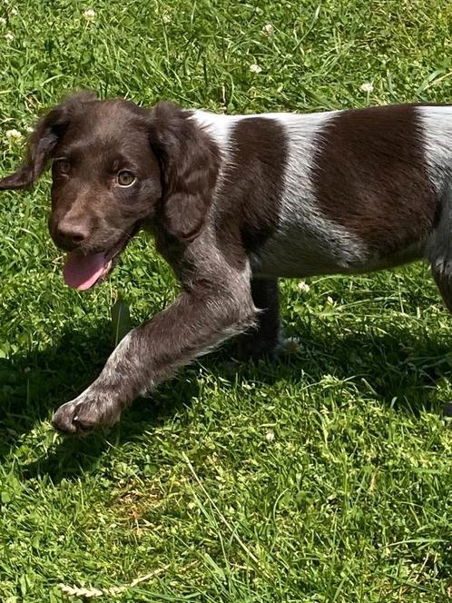 Heidewachtel/ kleine munsterlander, Dieren en Toebehoren, Honden | Retrievers, Spaniëls en Waterhonden, Meerdere dieren, Overige rassen