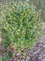 Grote hibiscus struiken met witte bloemen, Tuin en Terras, Ophalen, Struik