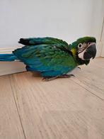 MiliGold ara (8 weken, MAN), Dieren en Toebehoren