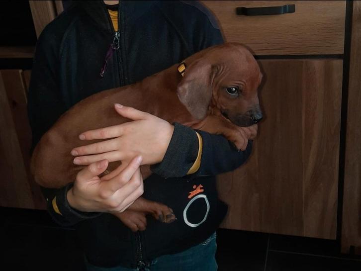 Rhodesian ridgeback pups met stamboom, Dieren en Toebehoren, Honden | Beagles, Bassets en Lopende honden, Meerdere dieren, Overige rassen