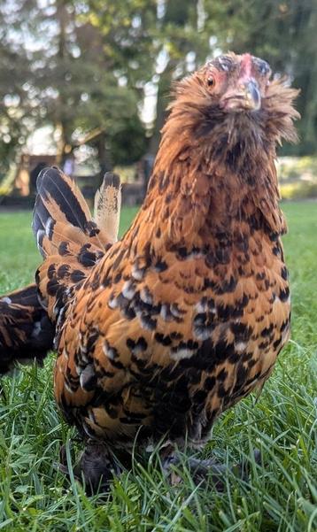 Ukkelse baardkriel hen  beschikbaar voor biedingen
