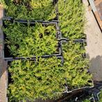 Lonicera plantjes vervanger van Buxus, Ophalen of Verzenden, Buxus