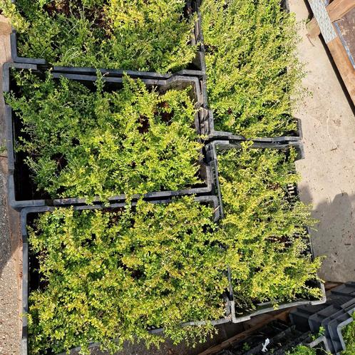 Lonicera plantjes vervanger van Buxus, Tuin en Terras, Planten | Struiken en Hagen, Buxus, Ophalen of Verzenden