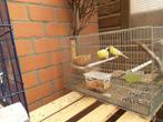 gele kanaries met kooi