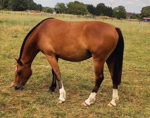 2,5 jarige Freiberger/Franches-Montagnes merrie., Dieren en Toebehoren, Paarden, Merrie, Z, Minder dan 160 cm, 0 tot 2 jaar, Tuigpaard