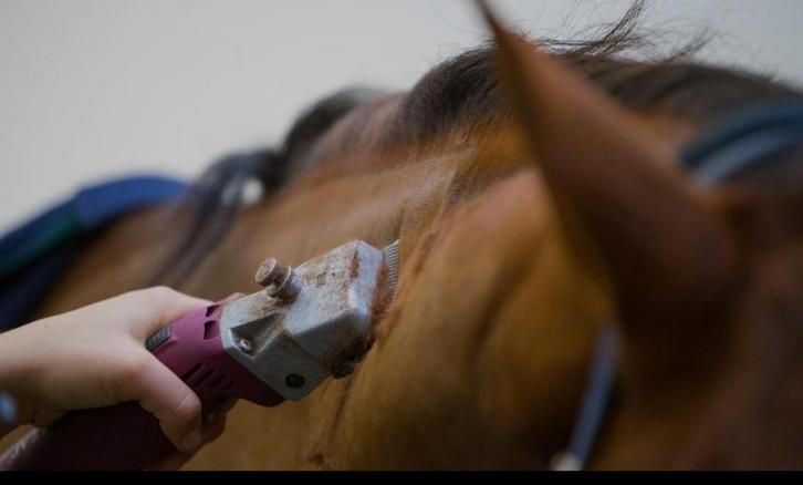 Scheren van paarden!, Dieren en Toebehoren, Paarden