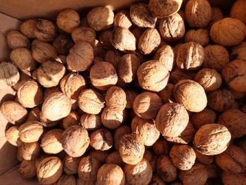 Bio walnoten okkernoten  beschikbaar voor biedingen