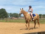 Verzorger/verzorgster gezocht, Dieren en Toebehoren, Paarden, Merrie, Zadelmak, 3 tot 6 jaar, Recreatiepaard