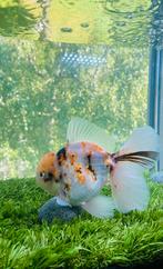 1 x HQ Oranda Rosetail Male 14,5 CM, Dieren en Toebehoren, Goudvis(sen)