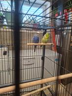 A donner, Animaux & Accessoires, Box & Pâturages