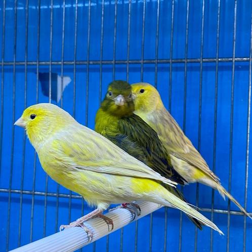 Kanarie te koop, Dieren en Toebehoren, Vogels | Kanaries, Zangkanarie, Meerdere dieren