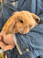 NHD Nederlandse hangoordwerg konijntjes, Dieren en Toebehoren, Konijnen, Meerdere dieren, Dwerg, Hangoor, 0 tot 2 jaar