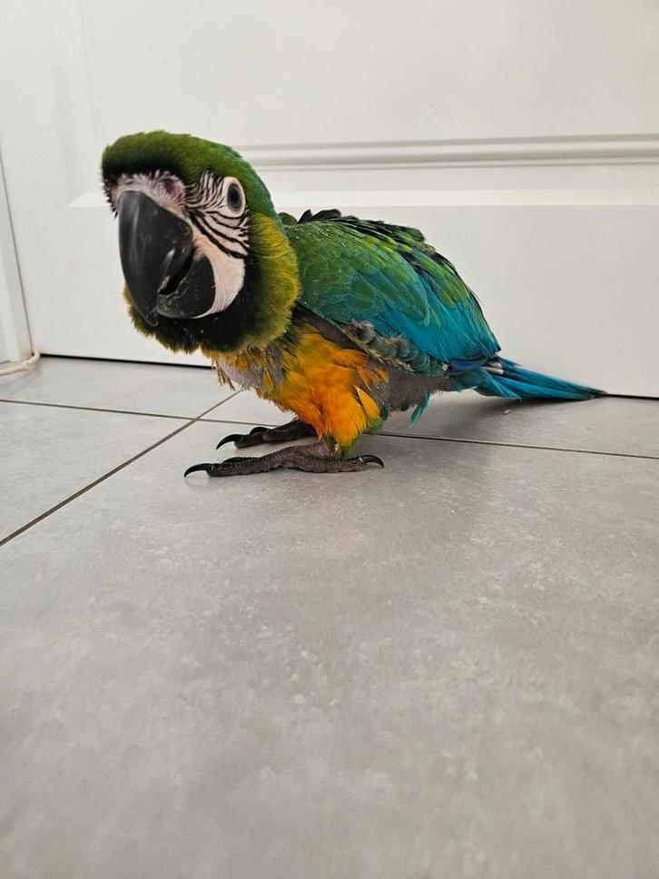Prachtige Miligold Ara ( Man) 8 weken., Dieren en Toebehoren, Vogels | Parkieten en Papegaaien