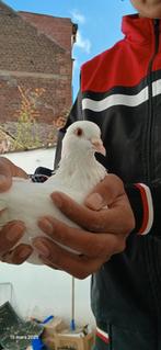 Pigeon blanc a vendre, Animaux & Accessoires, Sexe inconnu, Autres espèces