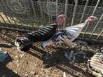 Ronquire hen  van 2025, Dieren en Toebehoren, Vrouwelijk, Kalkoen