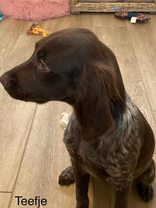 Kleine munsterlander / heidewachtel, Dieren en Toebehoren, Honden | Setters en Staande honden, Meerdere dieren, Overige rassen