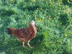 Porselein leghorn - 6 maand oud - reeds aan de leg, Dieren en Toebehoren, Pluimvee