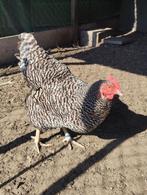 Broedeieren amrock, Dieren en Toebehoren, Pluimvee