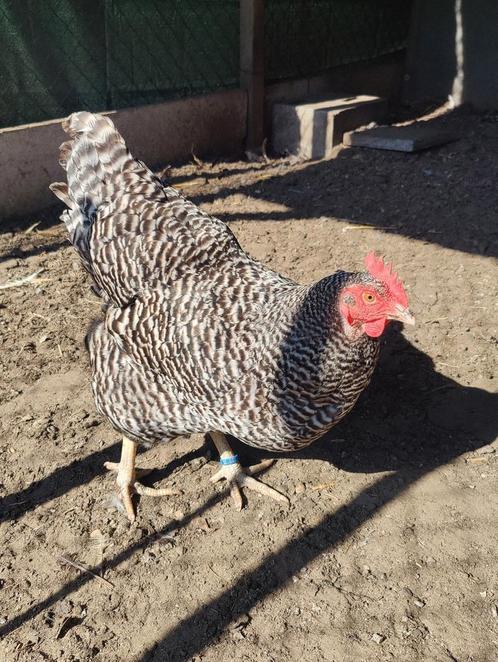 Broedeieren amrock, Dieren en Toebehoren, Pluimvee