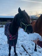 Paard, Dieren en Toebehoren, Ophalen of Verzenden, Zo goed als nieuw