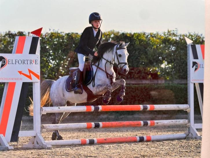 knappe, lieve allround Pony te koop, Dieren en Toebehoren, Pony's, Merrie, B, B pony (1.17m tot 1.27m), Recreatiepony, 7 tot 10 jaar