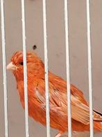 Kanarie, Dieren en Toebehoren, Vogels | Kanaries