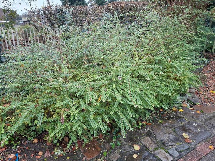 gratis struiken, Tuin en Terras, Planten | Struiken en Hagen, Ophalen