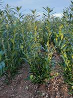 Prunus Laurocerasus 'Caucasica', Jardin & Terrasse, Enlèvement