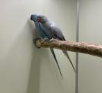 Kweekpop Opaline bont halsband halsbandparkiet, Vrouwelijk, Parkiet, Geringd