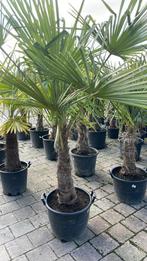 Palmiers  (Trachycarpus fortunei), Enlèvement ou Envoi