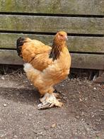 Groothoender kippen jonge hennen beschikbaar, Vrouwelijk, Kip