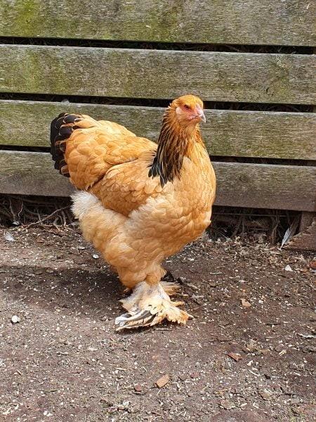 Groothoender kippen jonge hennen beschikbaar, Animaux & Accessoires, Volatiles, Poule ou poulet, Femelle