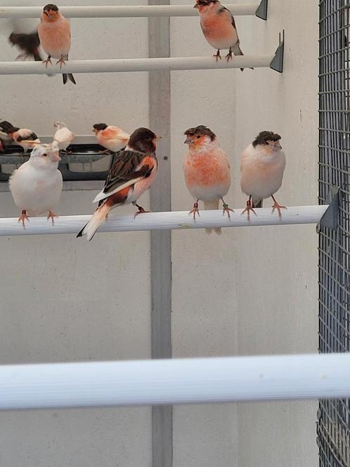 Harlekijn kanaries, Animaux & Accessoires, Oiseaux | Canaris, Canari de posture, Plusieurs animaux