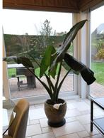 kamerplant  ICHTUS Alocasia, Huis en Inrichting, Kamerplanten, Ophalen, Overige soorten, 100 tot 150 cm