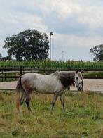 P.R.E. 4 jaar, Dieren en Toebehoren, Paarden