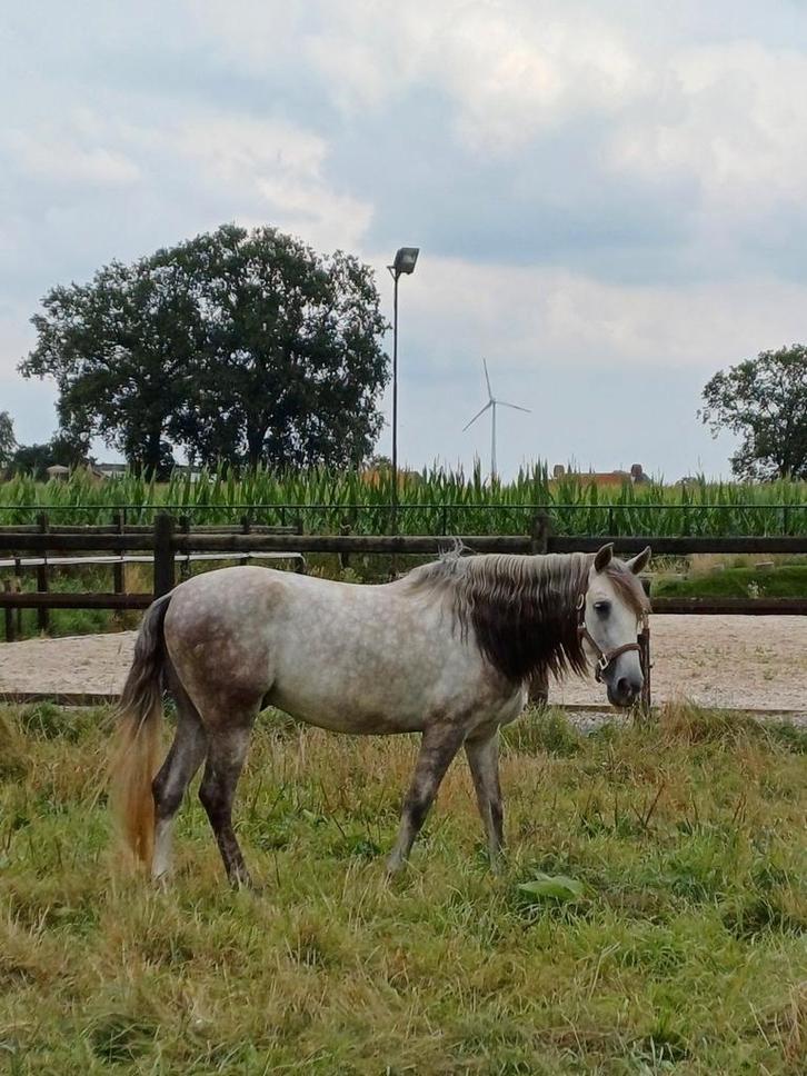 P.R.E. 4 jaar, Dieren en Toebehoren, Paarden