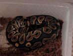1.1 Ballpython black pastel het pied, Slang, Tam, 0 tot 2 jaar