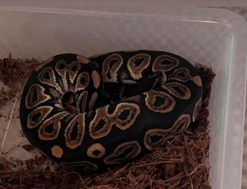1.1 Ballpython black pastel het pied beschikbaar voor biedingen