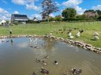 Kweekkoppel Eur. Brilduiker, Dieren en Toebehoren, Meerdere dieren, Eend