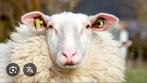 Belgisch melkschaap, Dieren en Toebehoren, Vrouwelijk, Geit, 0 tot 2 jaar
